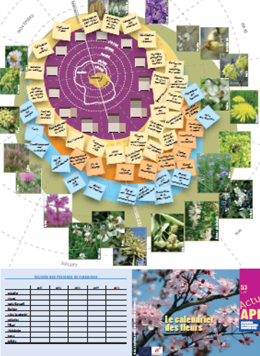 thumbnail - Le calendrier des fleurs - Poster
